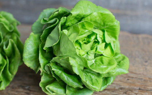 Northern Green Butter Lettuce