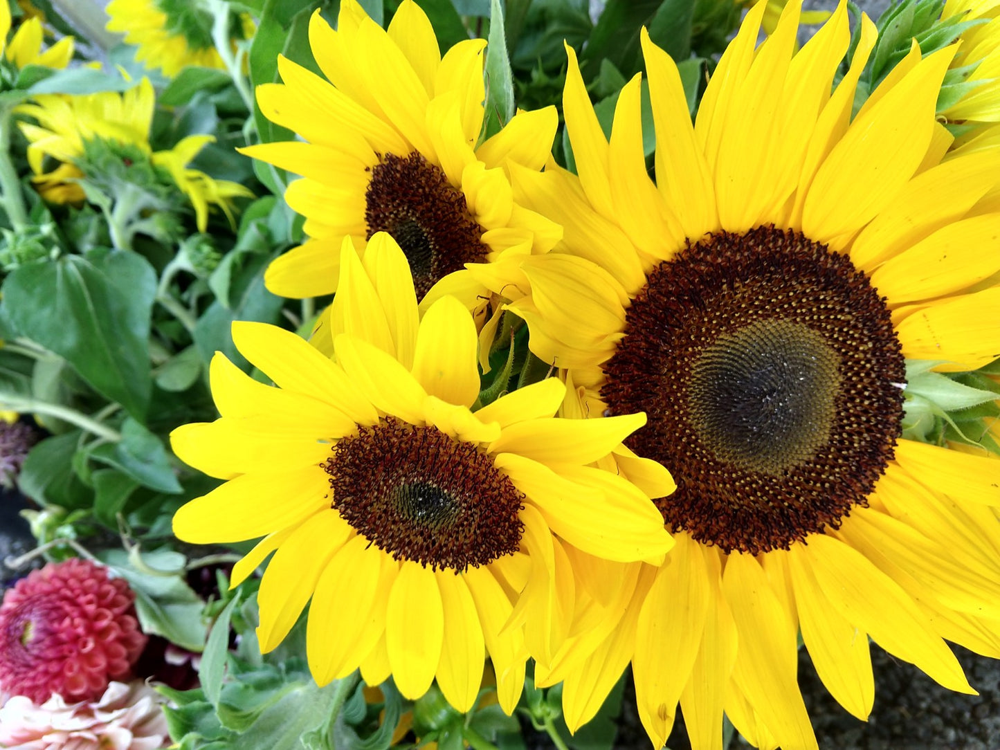 Mixed Bouquet Summer Rhapsody (Big)