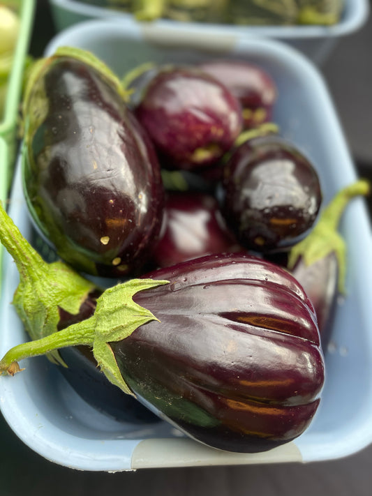 Globe Eggplant (3 count)