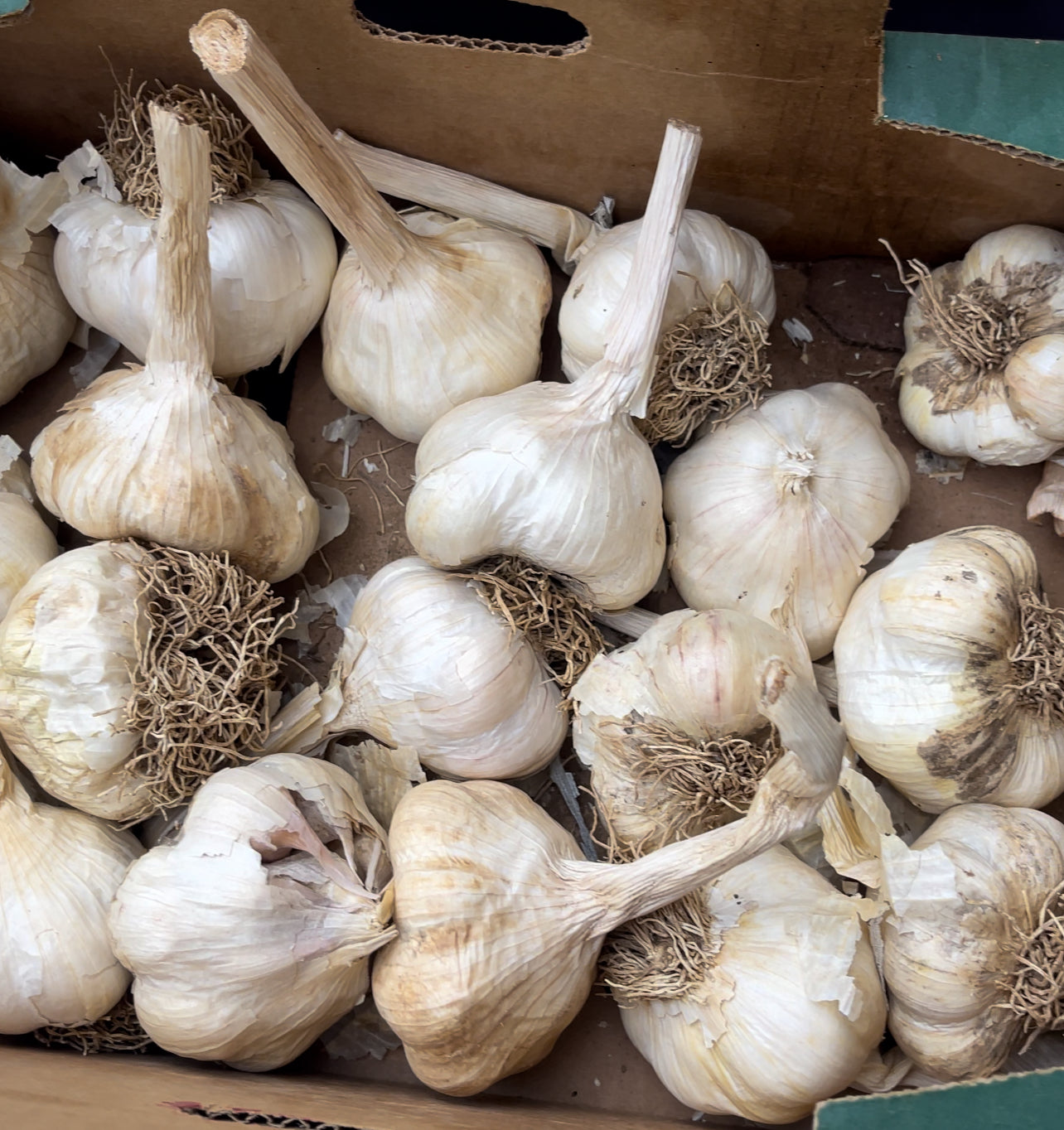 Garlic (bulb)