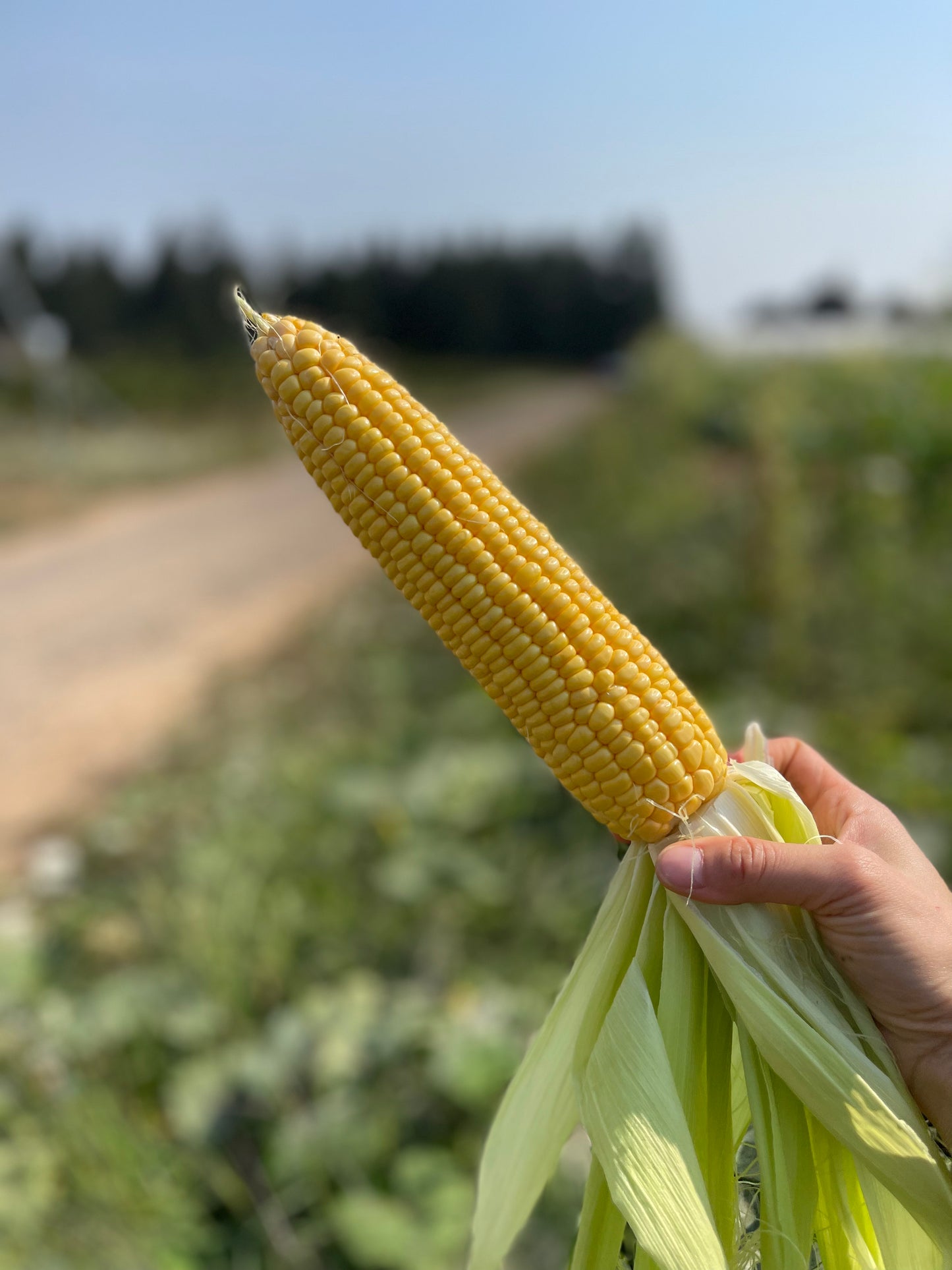 Corn Supersweet variety