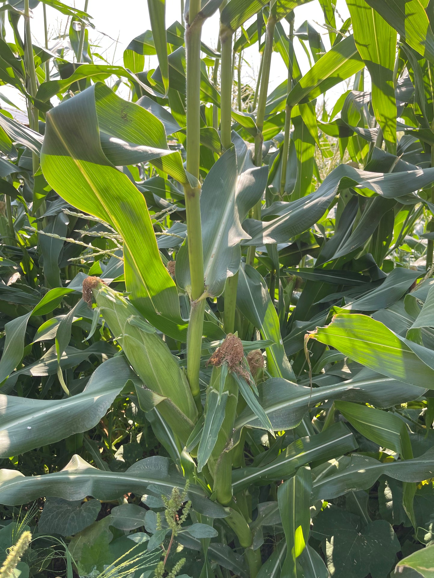 Corn Supersweet variety