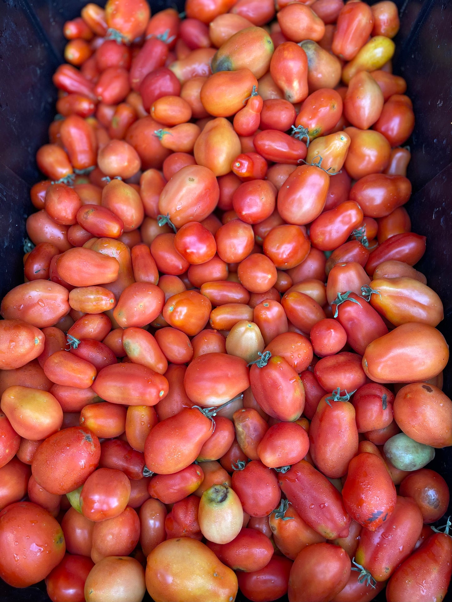 Roma Tomatoes (full quart)