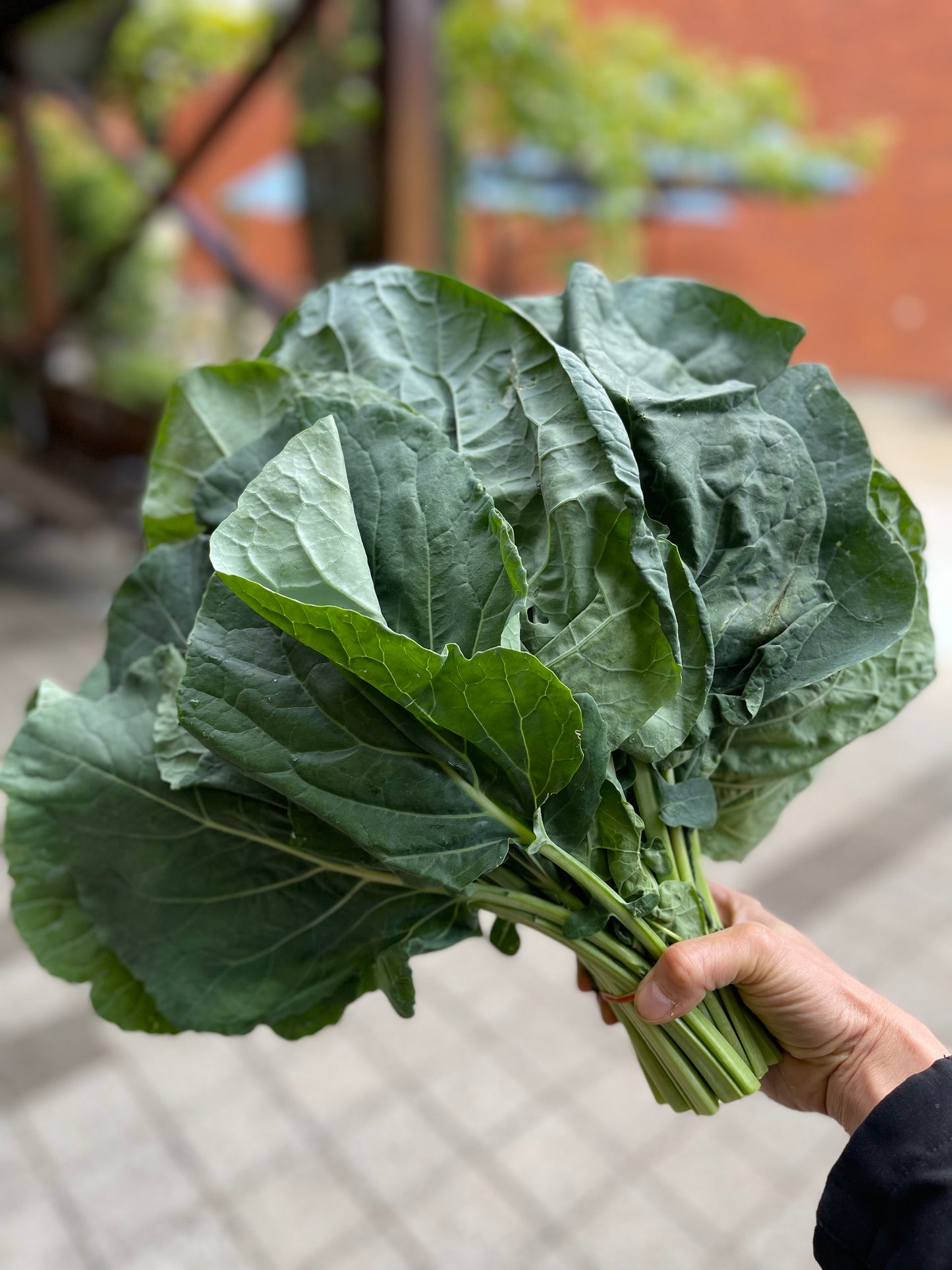 Collard Greens (bunch)