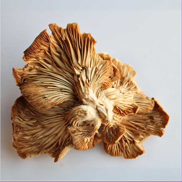 Dehydrated Elm Oyster