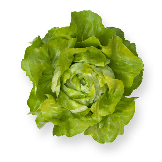 Santoro Butter Lettuce